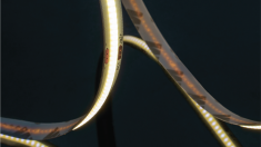 Лента светодиодная 4 в 1, 18Вт/м SWG-COB840, Открытая (IP20), RGB+3000K, 24В, 3М &mdash; Multielectrika