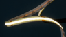 Светодиодная лента SWG PRO COB, 480 LED/м, 13,5 Вт/м, 24В , IP20, Цвет: Теплый белый, SWG-COB480-24-13.5-WW