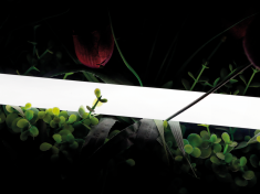 SWG-2360-24-WW-66, лента неоновая 360°, IP66, 24В, SMD2835, 360led/m, 16W/m, 3000K &mdash; Multielectrika