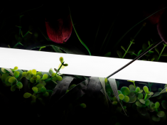 SWG-2360-24-NW-66, лента неоновая 360°, IP66, 24В, SMD2835, 360led/m, 16W/m, 4000K &mdash; Multielectrika